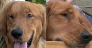 Golden Retriever cieco abbandonato in un campo riesce a trovare la casa perfetta (VIDEO)