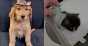 Golden Retriever e gattini vengono assunti da un veterinario come collaboratori alternativi (VIDEO)