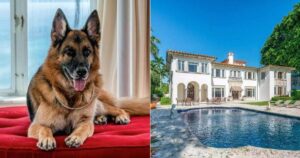 Il cane più ricco del mondo vende una villa che è stata proprietà di Madonna per 32 milioni di dollari (VIDEO)