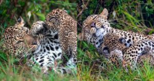 Mamma leopardo sorride al suo cucciolo quando la sveglia per giocare