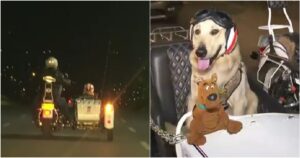 Trasforma la sua moto per poter portare il suo Golden Retriever sempre con sé (VIDEO)