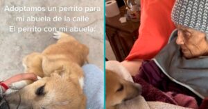 Salva un cucciolo randagio e lo regala a sua nonna per tenerle compagnia (VIDEO)