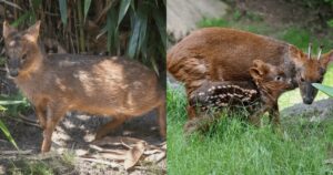 Il Pudu, il cervide più piccolo di tutto il mondo (VIDEO)