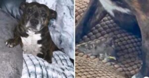 Cagnolina pitbull salva un passerotto e lo porta in casa per tenerlo al sicuro come un figlio