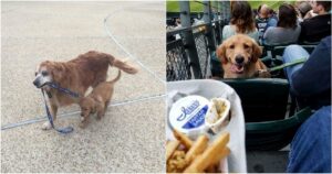 14 Foto di Golden Retriever che hanno dimostrato di essere i cani migliori di sempre