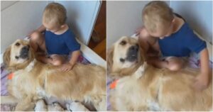 Golden Retriever mamma viene coccolata dal fratellino umano mentre allatta i suoi cuccioli (VIDEO)