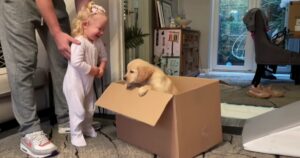 Golden Retriever cucciolo incontra per la prima volta la sa sorellina umana (VIDEO)