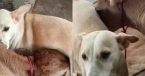 Cagnolina accudisce un vitellino che è stato abbandonato dalla sua mamma (VIDEO)