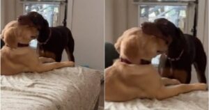 Dobermann fa il solletico a un Golden Retriever e il dolcissimo video diventa virale (VIDEO)