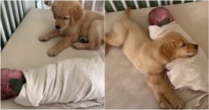 Due cuccioli riescono a far innamorare il web interno: si tratta di un Golden Retriever di un bambino (VIDEO)