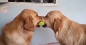 Due Golden Retriever litigano per una pallina e un terzo cane si intromette per porre fine alla discussione (VIDEO)