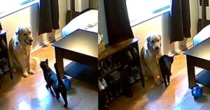 Gattina aiuta un Golden Retriever che soffre di ansia da separazione (VIDEO)