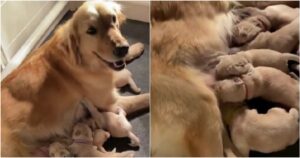 Golden Retriever mamma si è impegnata molto per nutrire tutti e 11 i suoi cuccioli (VIDEO)