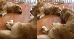 Golden Retriever conforta la sua sorellina da un brutto sogno (VIDEO)