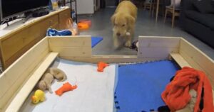 Golden Retriever Mamma consola i suoi cuccioli appena nati portandogli i loro giocattoli preferiti (VIDEO)