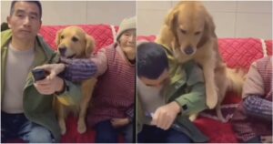 Golden Retriever difende la nonna dagli scherzi del nipote (VIDEO)