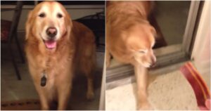 Golden Retriever ha paura della porta scorrevole e rifiuta di farsi ingannare da essa (VIDEO)