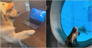 Golden Retriever incontra il delfino che ha conosciuto attraverso una video chat (VIDEO)