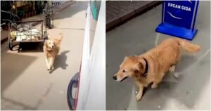 Golden Retriever insegue l’ambulanza che trasporta la sua proprietaria all’ospedale (VIDEO)