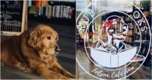 Golden Retriever diventa manager della libreria insieme alla sua proprietaria