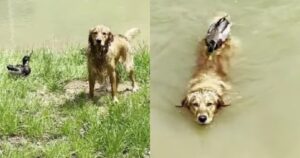 Golden Retriever litiga con un’anatra e la sua proprietaria rimane sbalordita (VIDEO)