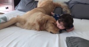 Golden Retriever mette il muso sotto la bocca del fratellino umano il dolcissimo filmato (VIDEO)