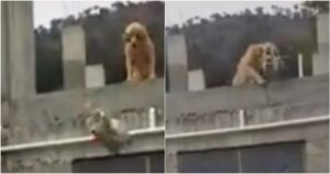 Golden Retriever morde una pignatta durante un compleanno da sopra un tetto (VIDEO)