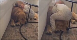 Golden Retriever permette alla sorellina umana di sdraiarsi sopra di lui (VIDEO)