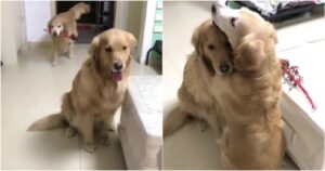 Golden Retriever fa un gesto romantico verso la sua fidanzatina (VIDEO)