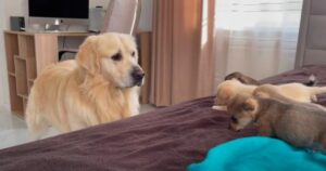 Golden Retriever scalda i cuori di tutti dopo aver incontrato dei simpatici cuccioli randagi (VIDEO)