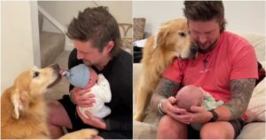 Golden retriever si prende cura del bambino e lo tratta come un fratellino (VIDEO)