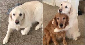 Golden Retriever si scusa con il fratello per aver mangiato il suo cibo (VIDEO)