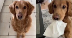 Golden Retriever sorprende tutti grazie alla sua intelligenza (VIDEO)