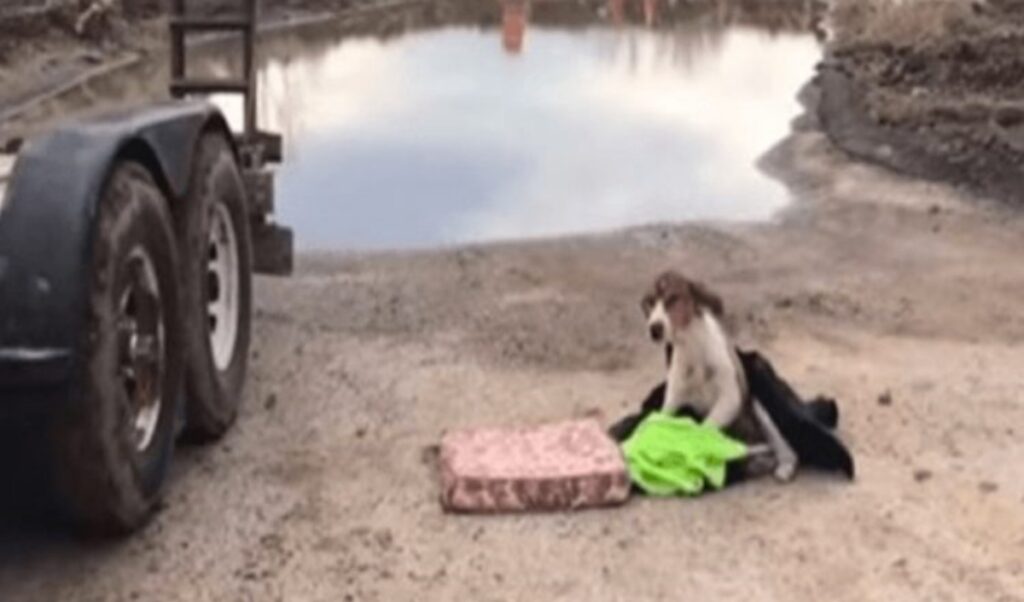 cane zampe posteriori rotte coperta gialla