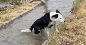 Viene rifiutata dai padroni ma la sua nuova famiglia dimostra che la cagnolina merita amore (VIDEO)