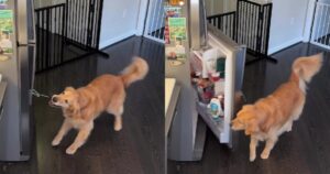 Golden Retriever impara ad aprire il frigorifero con un metodo speciale (VIDEO)