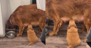 Cucciolo di Golden Retriever balla la danza della felicità e diventa virale (VIDEO)