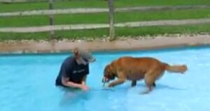 Golden Retriever di 9 anni trova il coraggio di lanciarsi in acqua (VIDEO)