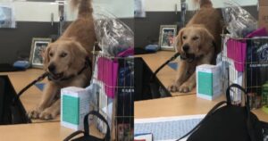 Golden Retriever disturba gli impiegati durante una giornata di lavoro e diventa virale (VIDEO)