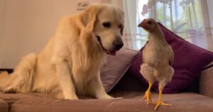 Golden Retriever e un pollo stringono una splendida amicizia (VIDEO)