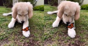 Golden Retriever e una farfalla stringono un’amicizia davvero speciale (VIDEO)