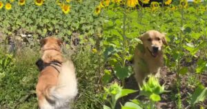 Golden Retriever gioca a nascondino con la sua mamma umana in un campo di girasole (VIDEO)