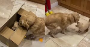 Golden Retriever incontra il suo fratellino umano per la prima volta e non contiene la sua gioia (VIDEO)