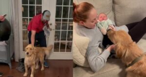 Golden Retriever incontra la sua sorellina umana per la prima volta e la sua reazione è commovente (VIDEO)