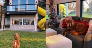 Golden Retriever milionario sorprende tutti con la sua casa con televisore e scivolo (VIDEO)