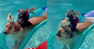 Golden Retriever nuota nella piscina con gli anatroccoli e diventa virale (VIDEO)