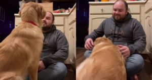 Golden Retriever si addormenta mentre il suo proprietario gli canta una canzone (VIDEO)