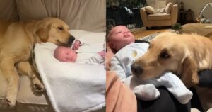 Golden Retriever si innamora del suo fratellino umano e si rifiuta di lasciare il suo fianco (VIDEO)