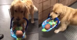 Golden Retriever sorpreso a rubare i giocattoli di Natale per tenerseli (VIDEO)