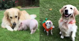 Golden Retriever e un maialino hanno stretto un’amicizia davvero unica (VIDEO)